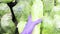 Hand in a blue medical glove holds green Beijing cabbage packed in food cellophane in a quarantine store during the coronavirus