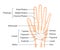 Hand bone flat vector illustration human anatomy