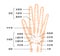 Hand bone flat vector illustration human anatomy