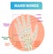 Hand bones vector illustration. Labeled educational arm structure.