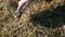 Hand of a boy with a magnifying glass who is trying to set fire to grass.