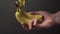 Hand breaks off one banana from a bunch of ripe fruit on a dark background close-up