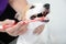 Hand brushing dog\'s tooth for dental