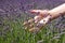 Hand brushing lavender flowers