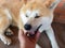 hand caress young, positive  Akita-inu dog lying on tiled floor near brick wall