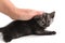 A hand caresses a black kitten on a white background
