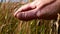 Hand caresses tall long grass in meadow