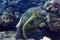 Hand caressing green turtle close up portrait underwater