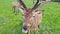 Hand with carrot feeding red deer, wild animal grazing in green park