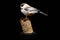 Hand Carved Chickadee Bird on a Stump