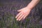 Hand of Caucasian girl caressing flowers