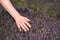 Hand of Caucasian girl caressing flowers