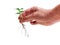 Hand of a caucasian man holding carefully a seedling of a rose trumpet tree with the roots exposed