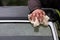 Hand of a caucasian man holding a cloth and cleaning or drying the wheel arch and headlamp of a classic car after rain