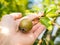 Hand of a caucasian person harvesting pear