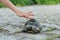 Hand cautious child`s hand touches a turtle