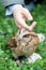 Hand of a child caressing a sunda scops owl