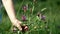 Hand of child girl picks purple wild flowers in green grass in summer in field.