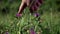 Hand of child girl picks purple wild flowers in green grass in summer in field.