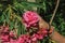 Hand from a child holding a flower in a leafy shrub