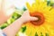 Hand of child holding sunflower