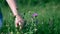 Hand of child picks purple meadow flowers in green grass in summer in field.