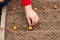 Hand Child Planting Onion In Garden.