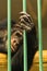 Hand of a chimpanzee monkey holding bar of his cage