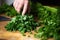 hand-chopping fresh parsley for grilled mussels