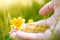 Hand with coins and yellow flower in green garden