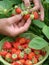 Hand collecting strawberries