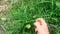 Hand collects apricots in the garden. Apricots in the garden