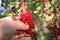 The hand collects fruits from French red grapes. Currant harvesting