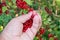 The hand collects fruits from French red grapes. Currant harvesting