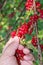 The hand collects fruits from French red grapes. Currant harvesting