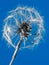 Hand Colored Image of a Dandelion