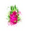 Hand colorful bright delicious dragon fruit. Watercolors, white