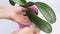 A hand with a cotton pad wipes a leaf of the phalaenopsis orchid in a pink pot on a white background.