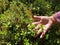 Hand with Cranberry Bushes