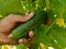 Hand with cucumber