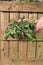 A hand of curly kale and purple sprouting broccoli.