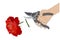 Hand cuts secateurs a red rose. Eps10 vector stock illustration