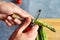 Hand cutting asparagus, wooden kitchen desk background