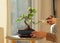 Hand cutting leaves of a bonsai ficus plant.