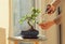 Hand cutting leaves of a bonsai ficus plant.