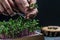 Hand cutting microgreens for adding to food. microgreens with scissors. Fresh juicy sprouts of radish at home