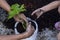 Hand of daughter helps father planting Philodendron Golden dragon in pot in the garden.