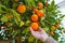 Hand delicately plucks a ripe clementine mandarin from a tree laden with vibrant orange fruits