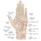 Hand dorsal muscles color