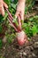Hand dragging young beetroot